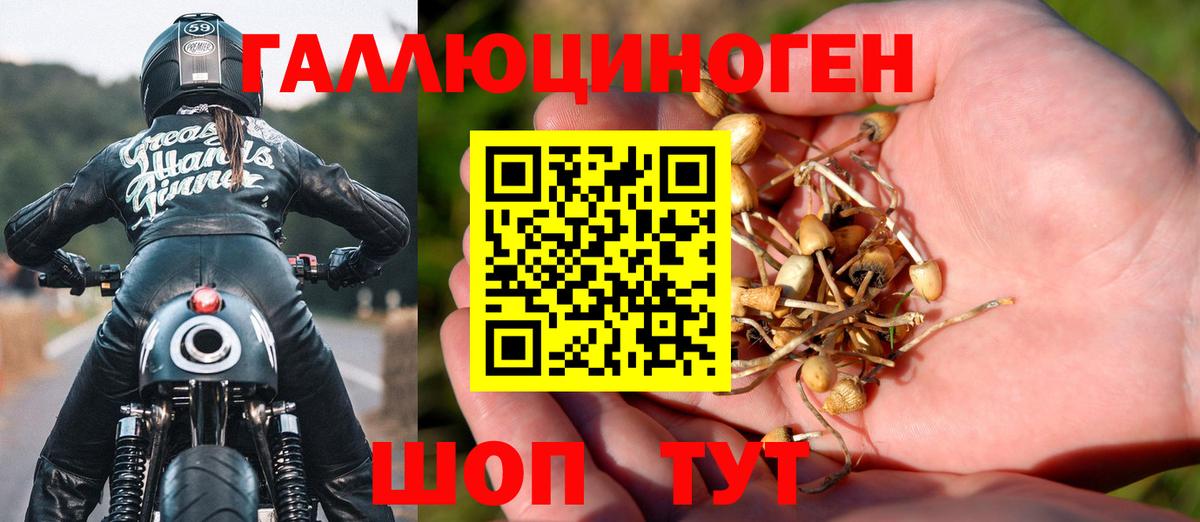 Псилоцибиновые грибы Psilocybine cubensis Новотроицк